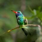 A broad-billed humming bird perched. Art Print